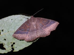arytrura-musculus-almosd-daru-lap.jpg