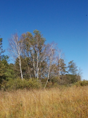 betuletum.jpg