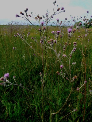 cirsium-brachycephalum.jpg
