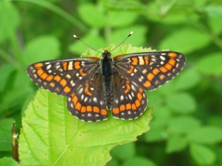 euphydryas-maturna.jpg