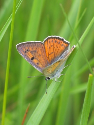 lycaena-alciphron.jpg